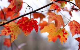 紅色葉子，枝杈，秋天 高清桌布