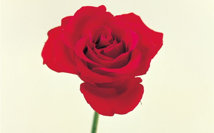 一朵紅玫瑰 桌布 圖片