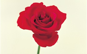 一朵紅玫瑰 高清桌布