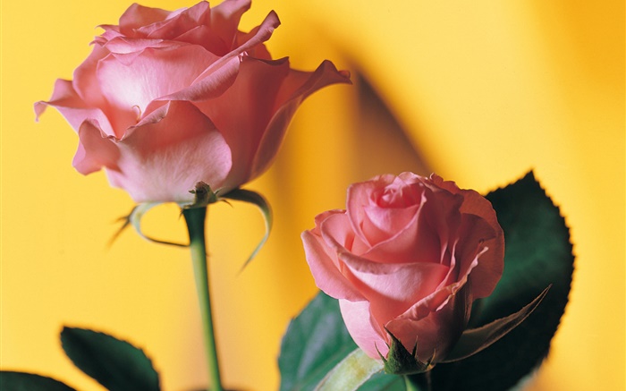 桃紅色玫瑰，黃色背景 桌布 圖片