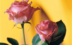 桃紅色玫瑰，黃色背景 高清桌布