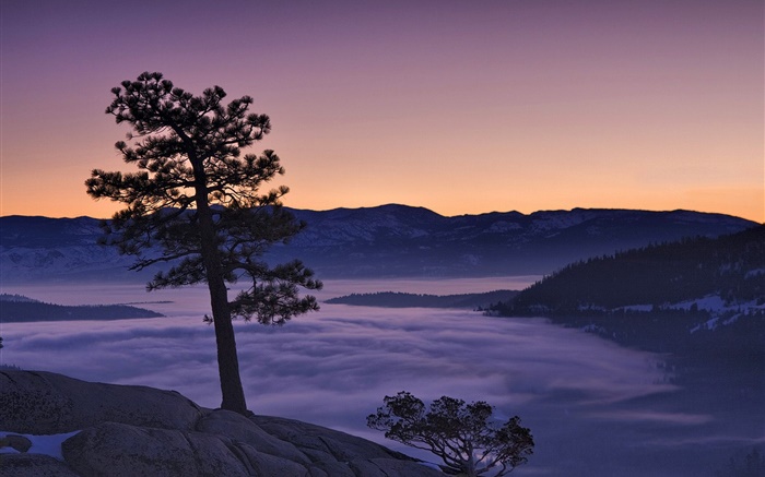 樹，霧，山，黎明 桌布 圖片