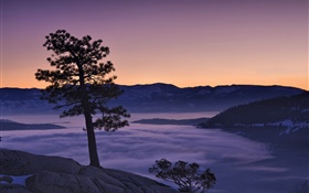 樹，霧，山，黎明 高清桌布