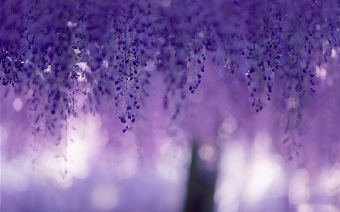 紫藤，紫色的花，窗簾 桌布 圖片