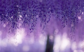 紫藤，紫色的花，窗簾