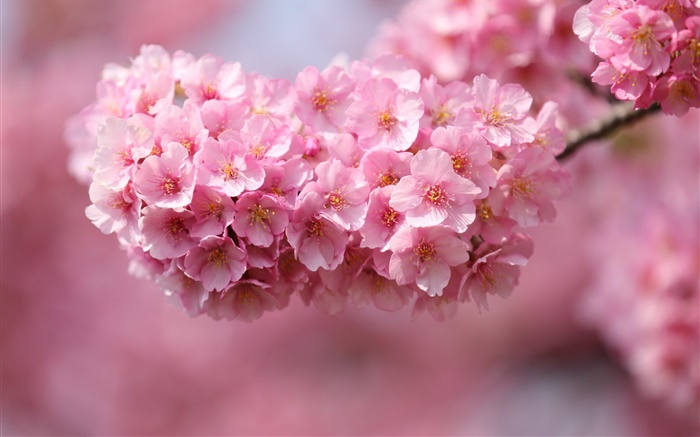 粉紅色的櫻花開花，春天 桌布 圖片