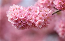 粉紅色的櫻花開花，春天 高清桌布
