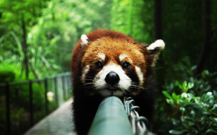 紅熊貓坐在柵欄上 桌布 圖片