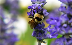 昆蟲蜂，藍花，散景 高清桌布
