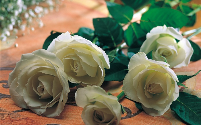 白玫瑰花 桌布 圖片