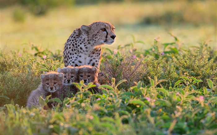 非洲，坦桑尼亞，獵豹家庭，灌木叢 桌布 圖片
