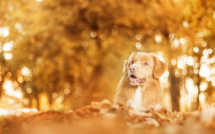 秋天，狗，眩光，模糊 桌布 圖片