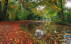 秋，河，樹，森林
