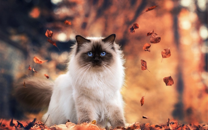 藍眼睛的貓，秋天，葉子 桌布 圖片