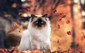 藍眼睛的貓，秋天，葉子 高清桌布