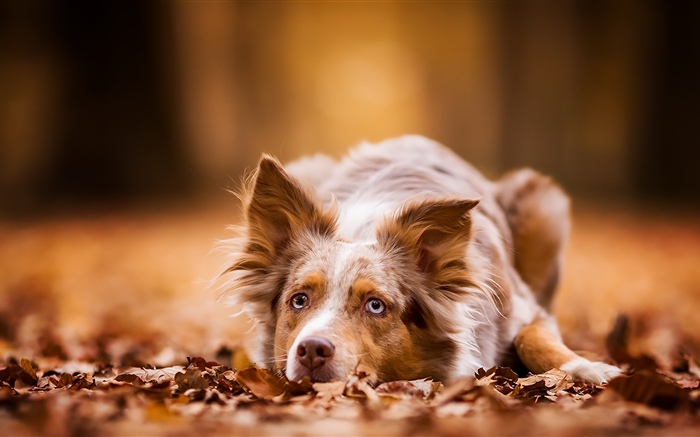 狗休息，秋天，葉子 桌布 圖片