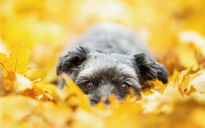狗隱藏在黃色的葉子裡，秋天 桌布 圖片