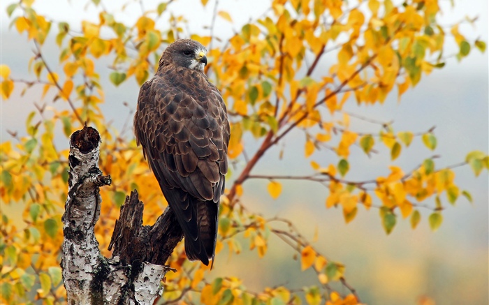 鷹，秋，樹 桌布 圖片
