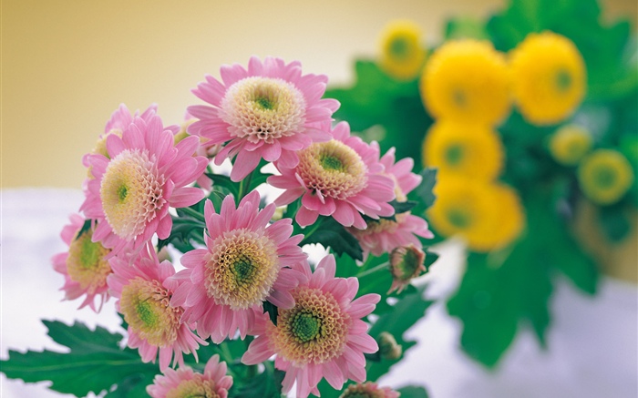 粉紅菊花攝影 桌布 圖片