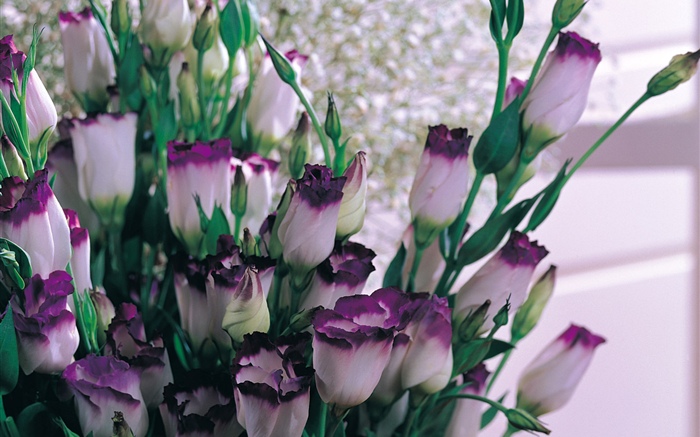紫色白色花瓣鬱金香 桌布 圖片