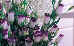 紫色白色花瓣鬱金香 高清桌布