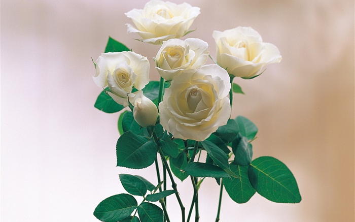 白花瓣玫瑰 桌布 圖片