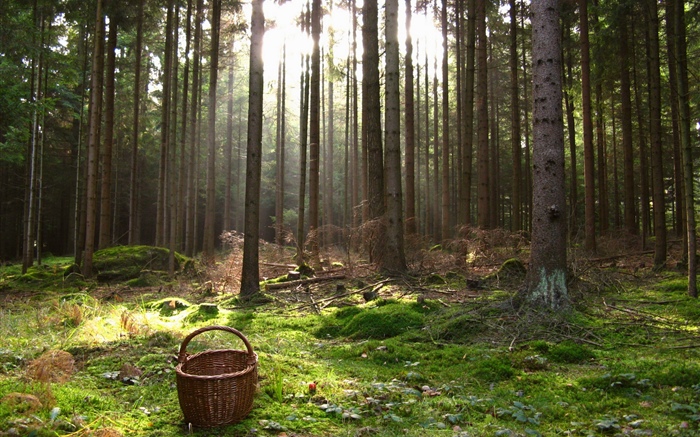 奧地利，森林，樹木，籃子 桌布 圖片