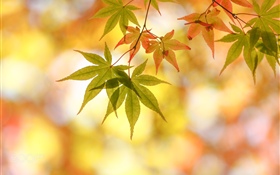 秋天，楓葉，刺眼 高清桌布