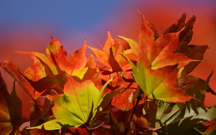 秋天，紅楓葉 桌布 圖片