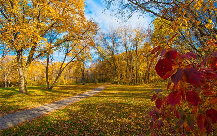 秋天，樹，黃色葉子，道路 桌布 圖片