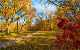 秋天，樹，黃色葉子，道路