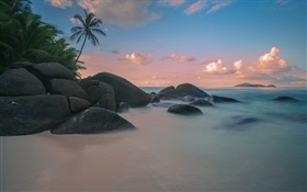 海灘，海岸，棕櫚樹，海，黃昏 高清桌布