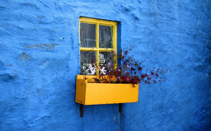 藍色的牆，窗戶，鮮花 桌布 圖片