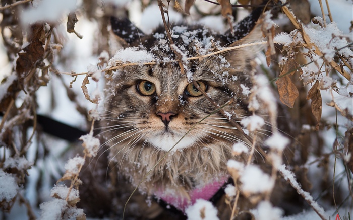 英國折耳貓，雪，冬天 桌布 圖片