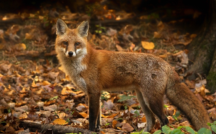 可愛的狐狸在秋天，葉子 桌布 圖片