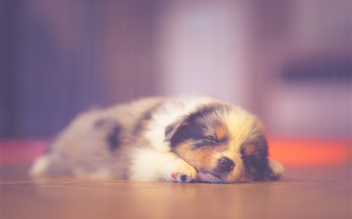 睡覺逗人喜愛的小狗，作夢 桌布 圖片