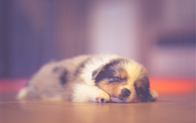 睡覺逗人喜愛的小狗，作夢