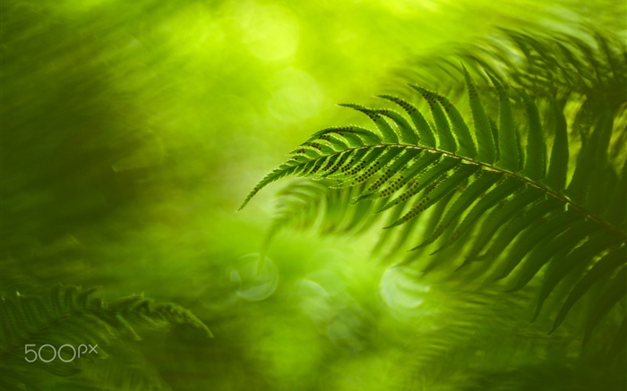 綠色蕨葉子，自然 桌布 圖片