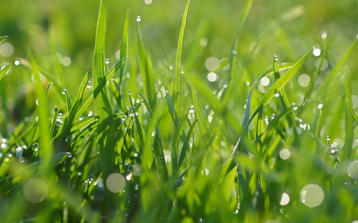 綠草，水滴，夏天 桌布 圖片