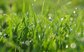 綠草，水滴，夏天 高清桌布