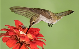 蜂鳥飛行，翅膀，紅色的花朵 高清桌布