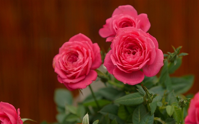 粉紅玫瑰，鮮花 桌布 圖片