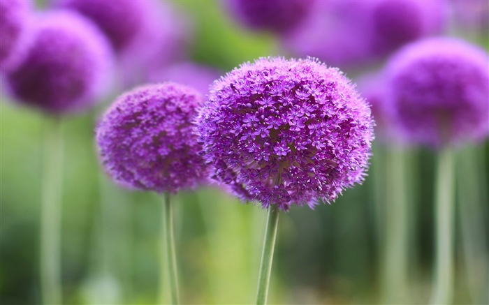 紫色花，球，背景虚化 桌布 圖片