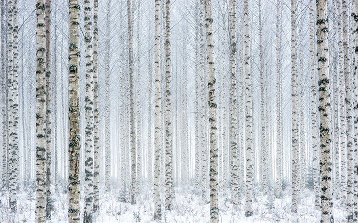 樹，樺樹，森林，雪，冬天 桌布 圖片