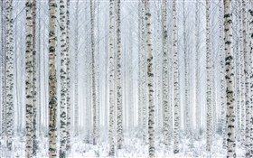 樹，樺樹，森林，雪，冬天
