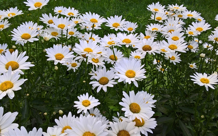 白色洋甘菊花，花園 桌布 圖片