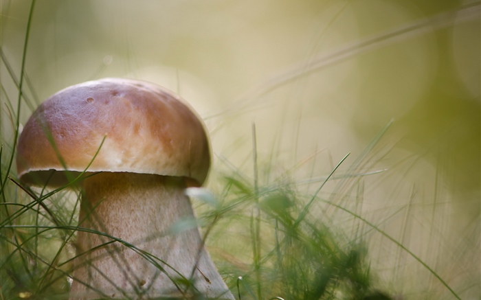 蘑菇，草，自然 桌布 圖片