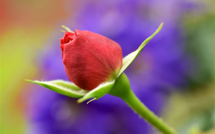 紅玫瑰花蕾，莖 桌布 圖片