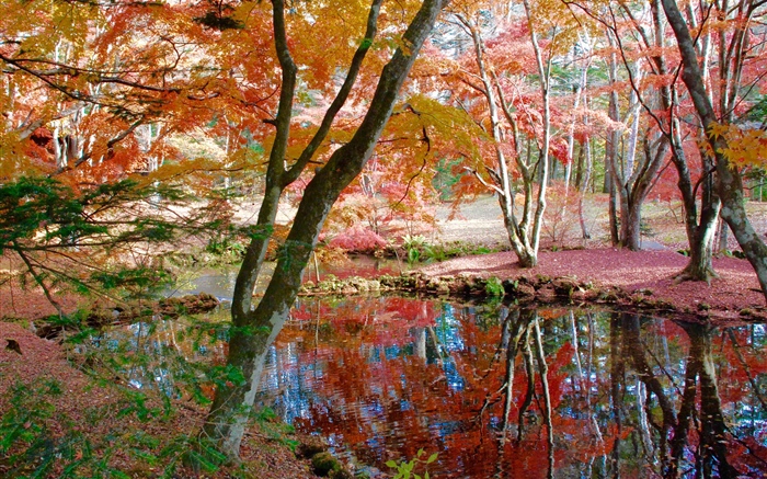 樹，池塘，公園，秋天 桌布 圖片