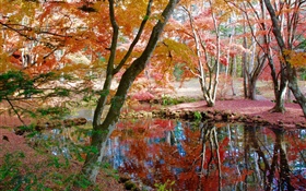 樹，池塘，公園，秋天